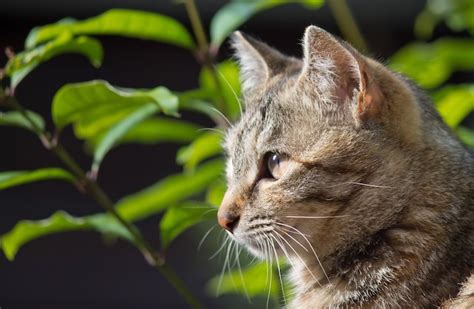 猫死|【獣医師監修】老猫の最期の看取り方！最期の症状や。